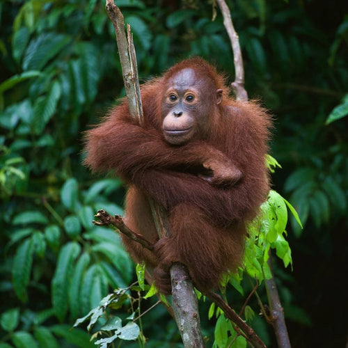 *DONATION*-Plant a Tree | Borneo, Indonesia - The Cruelty Free Beauty Box